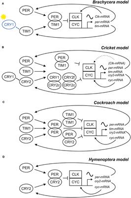 Model and Non-model Insects in Chronobiology